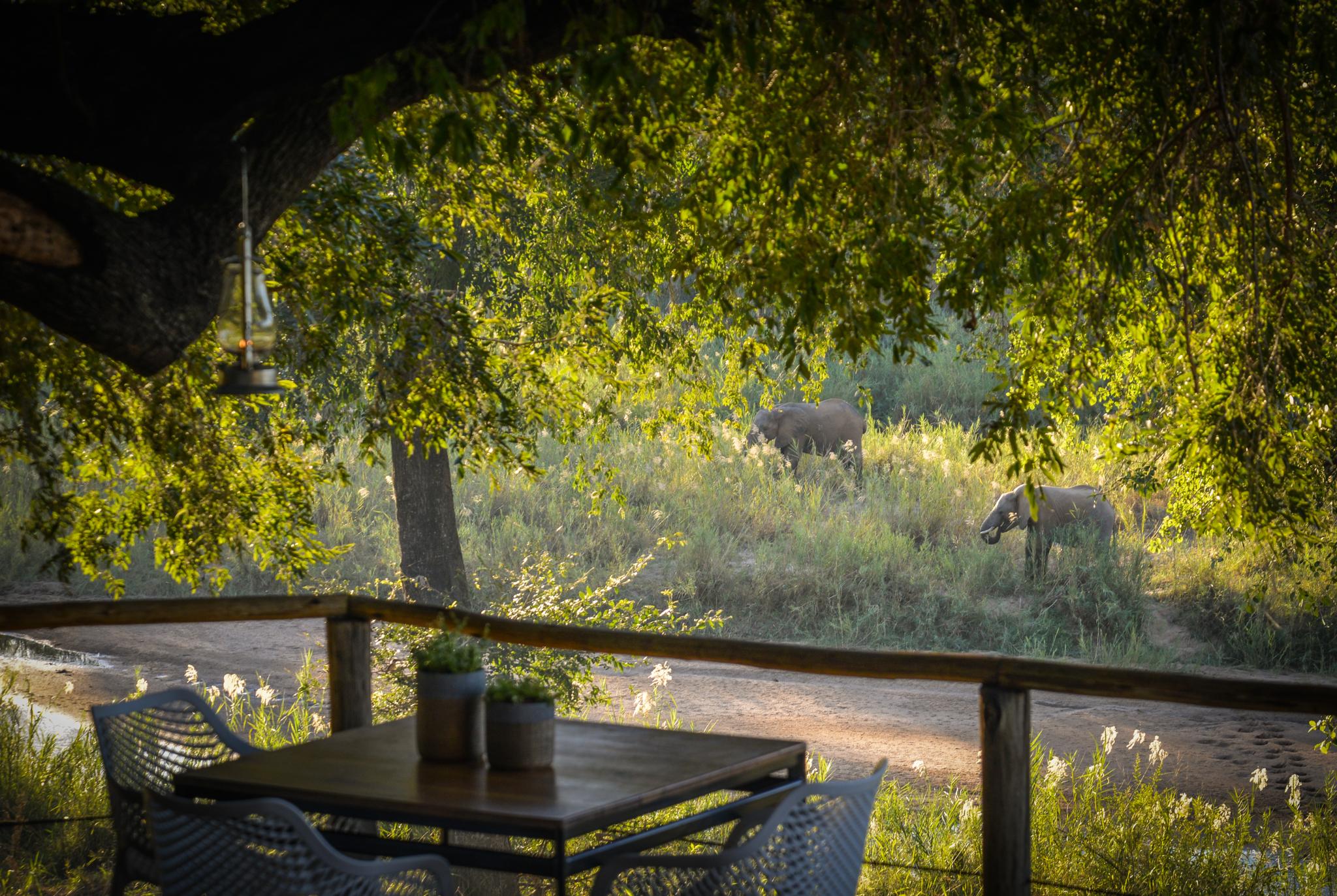 Lion Sands Narina Lodge Sabi Sand Game Reserve Eksteriør bilde