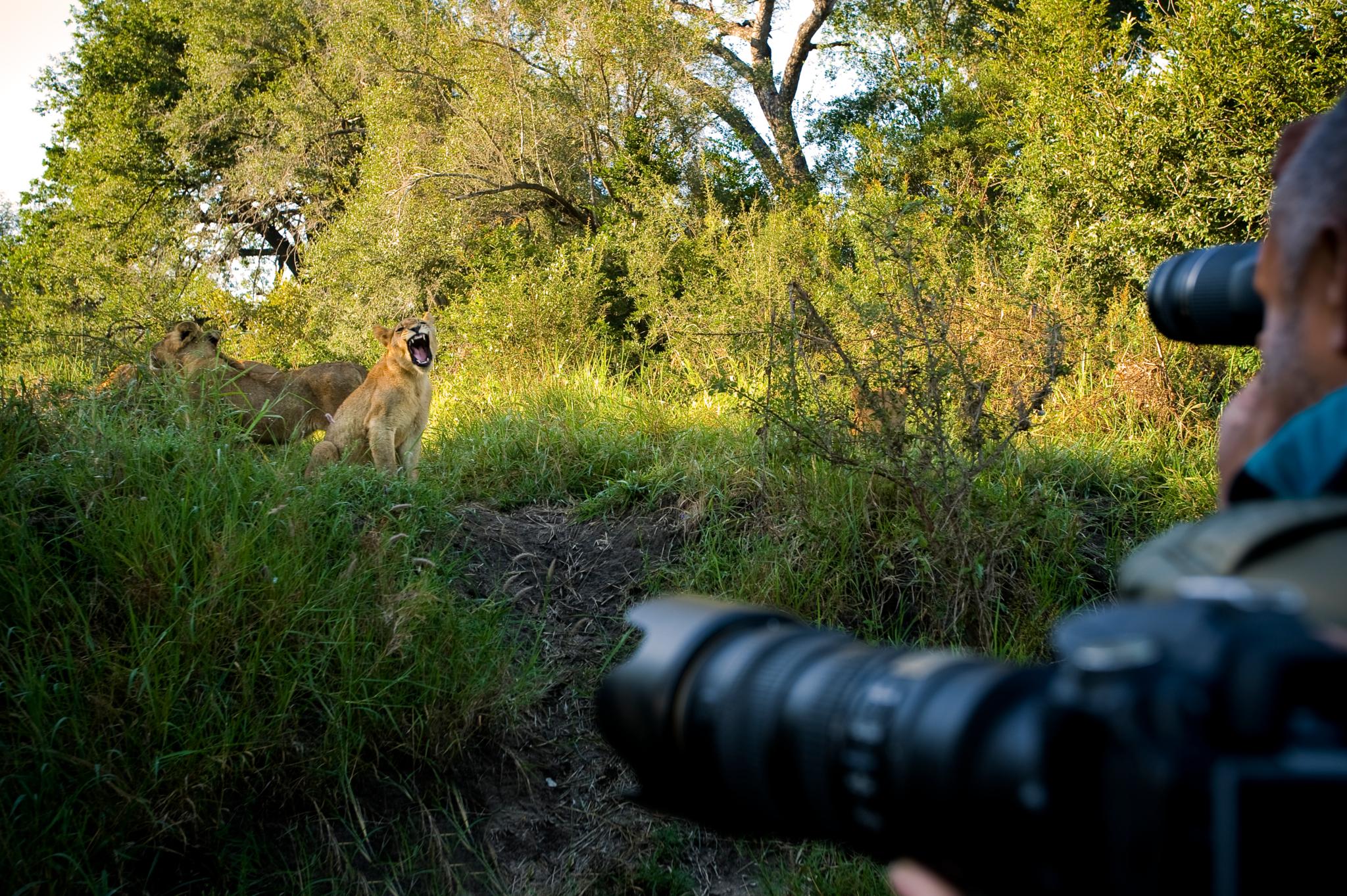 Lion Sands Narina Lodge Sabi Sand Game Reserve Eksteriør bilde