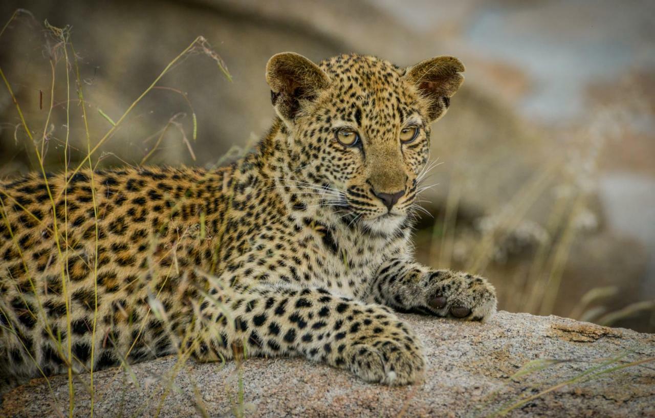 Lion Sands Narina Lodge Sabi Sand Game Reserve Eksteriør bilde