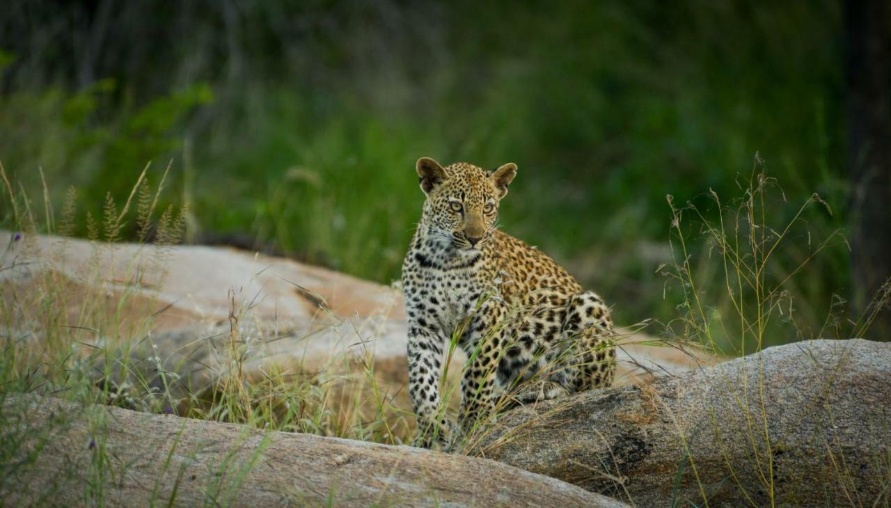Lion Sands Narina Lodge Sabi Sand Game Reserve Eksteriør bilde
